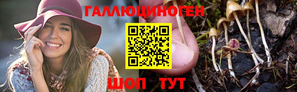дарнет шоп  Вход с VPN  Кызыл  Псилоцибиновые грибы MAGIC MUSHROOMS 